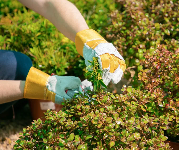 Entretien de jardin Cannet